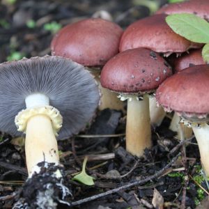 Mycelium de king Stropharia, Stropharia rugosoannulata (sur paille)