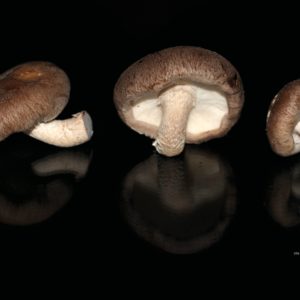 Mycelium de shiitaké ( Lentinula edodes )