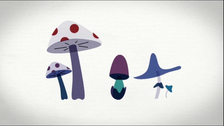 Les champignons au secours de la planète