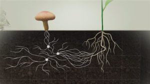 Lire la suite à propos de l’article Les champignons au service de l’agriculture; la révolution des mycorhizes