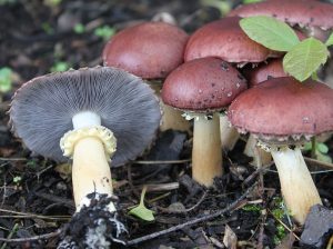 Stropharia_rugosoannulata_Farl._ex_Murrill_183478